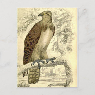 Osprey: Vintage-jardins vykort