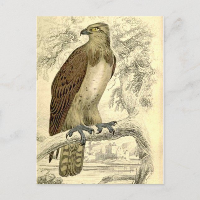 Osprey:  Vintage-jardins vykort (Framsida)