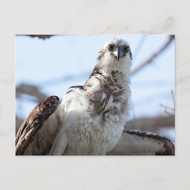 Osprey Vykort (Framsida)
