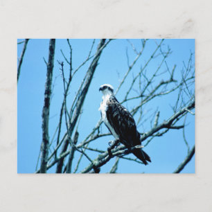 Osprey Vykort
