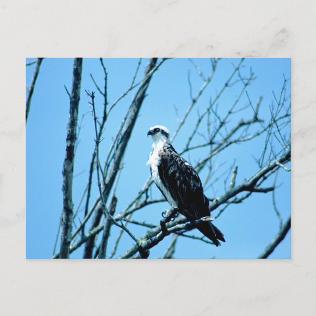 Osprey Vykort (Framsida)