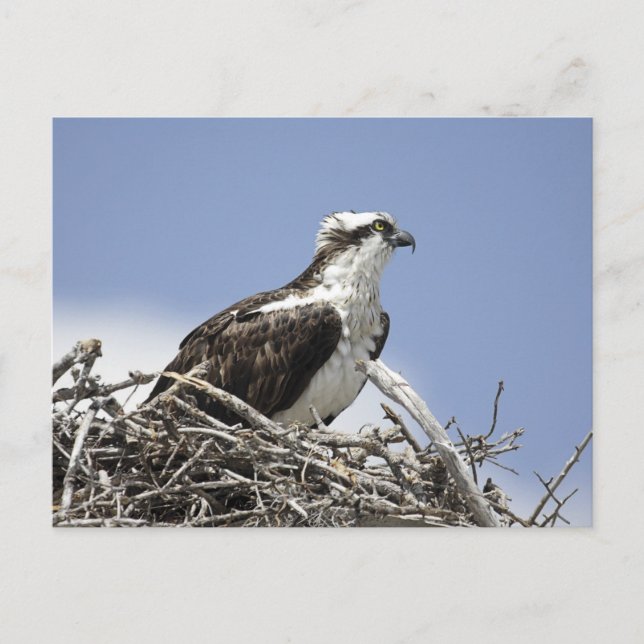 Osprey Vykort (Framsida)