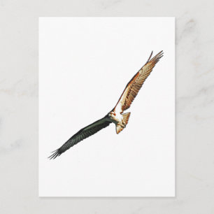 Osprey Vykort