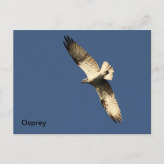 Osprey-vykort Vykort