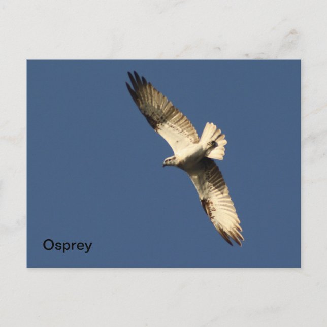 Osprey-vykort Vykort (Framsida)