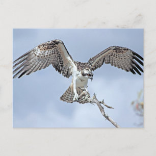 Osprey-vykort Vykort