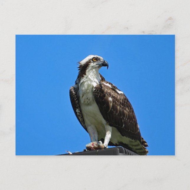 Osprey-vykort Vykort (Framsida)