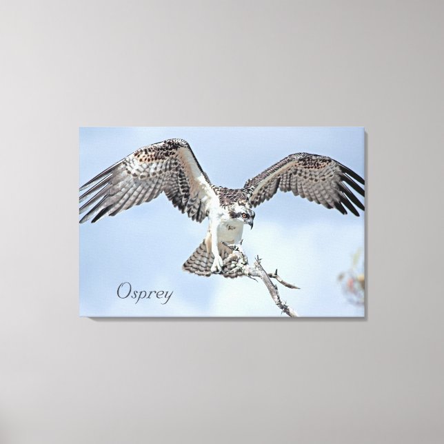 Osprey Wrapped Canvas (Framsida)