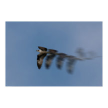Ospreys flygning