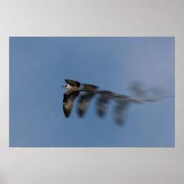 Ospreys flygning poster