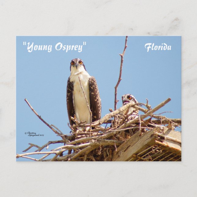 Ospreys Hawks Birds vycard Vykort (Framsida)