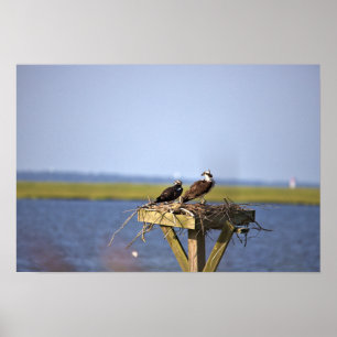 Ospreys i gästfoto poster