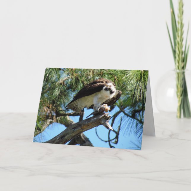Ospreys lanseringskort kort (Framsida)