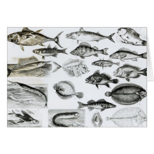 Osseous fiskar för Ichthyology Hälsningskort