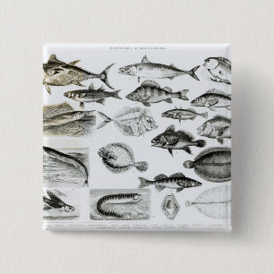 Osseous fiskar för Ichthyology Knapp