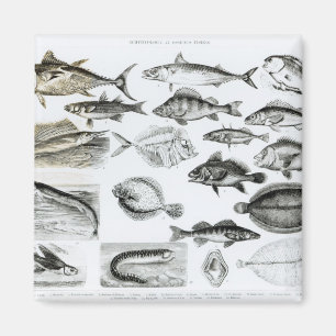 Osseous fiskar för Ichthyology Magnet