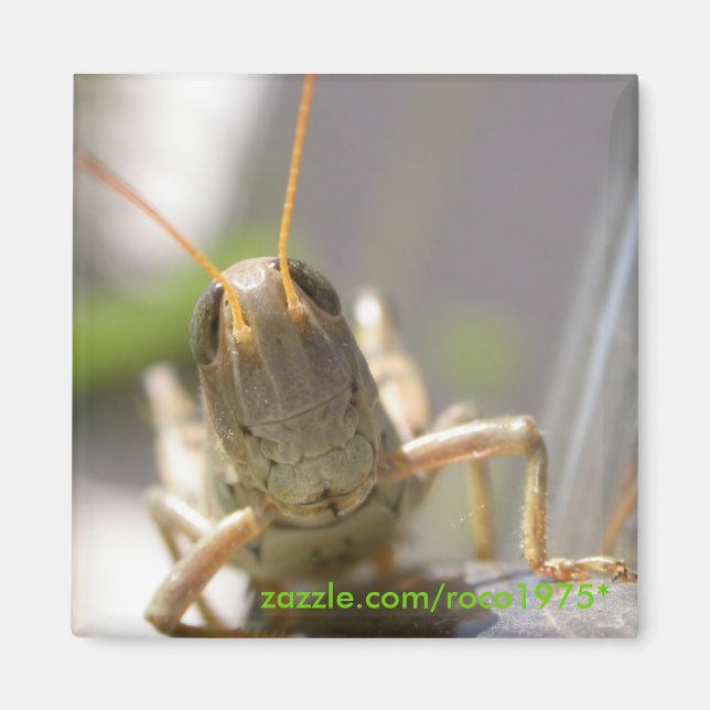 Ost! Magnet (Framsidan)