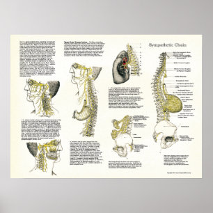 Osteopathic förstå kedjar nervaffischen poster
