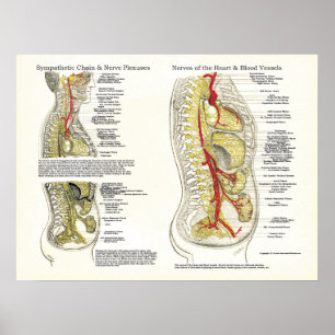 Osteopatisk sympatetisk kedjenerv Poster