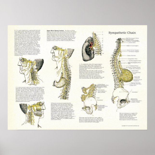 Osteopatisk sympatetisk kedjenerv Poster (Framsidan)