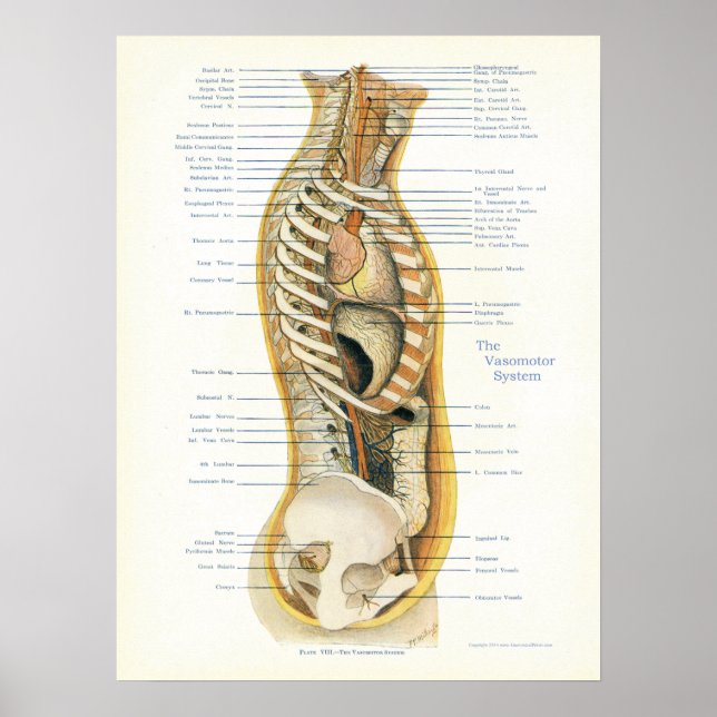 Osteopatisk vasomotorsystemPoster Poster (Framsidan)
