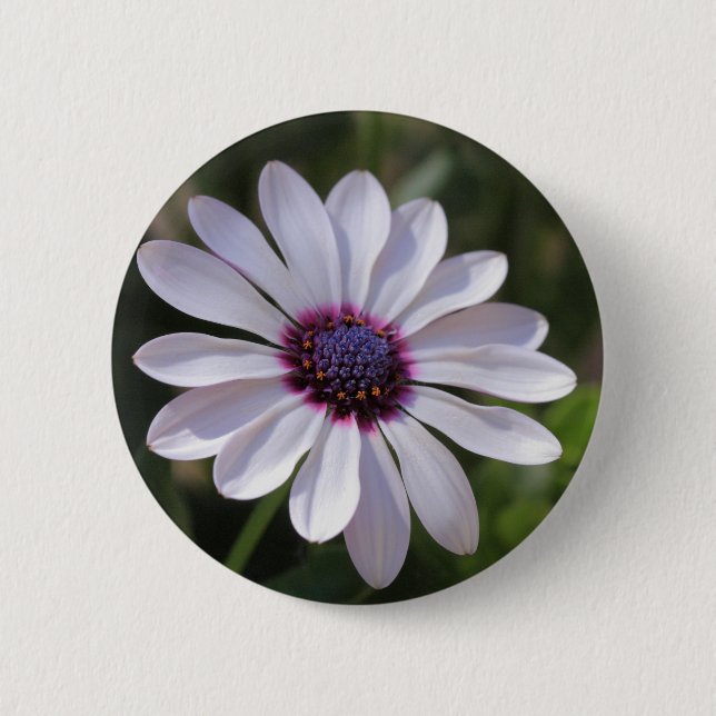 Osteospermum African Daisy Knapp (Framsida)