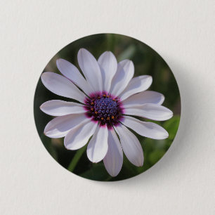 Osteospermum afrikandaisy knapp