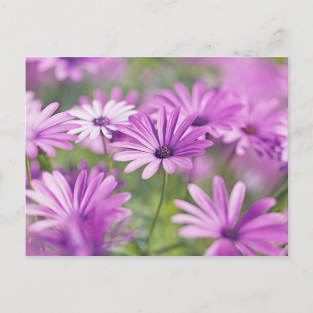 Osteospermum-blommor Vykort (Framsida)