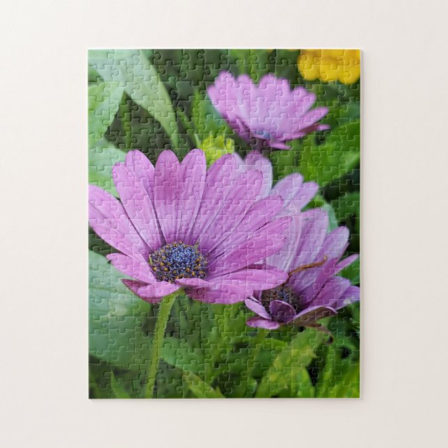 Osteospermum-daisy Pussel (Vertikal)