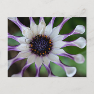 Osteospermum Nasinga White Vykort