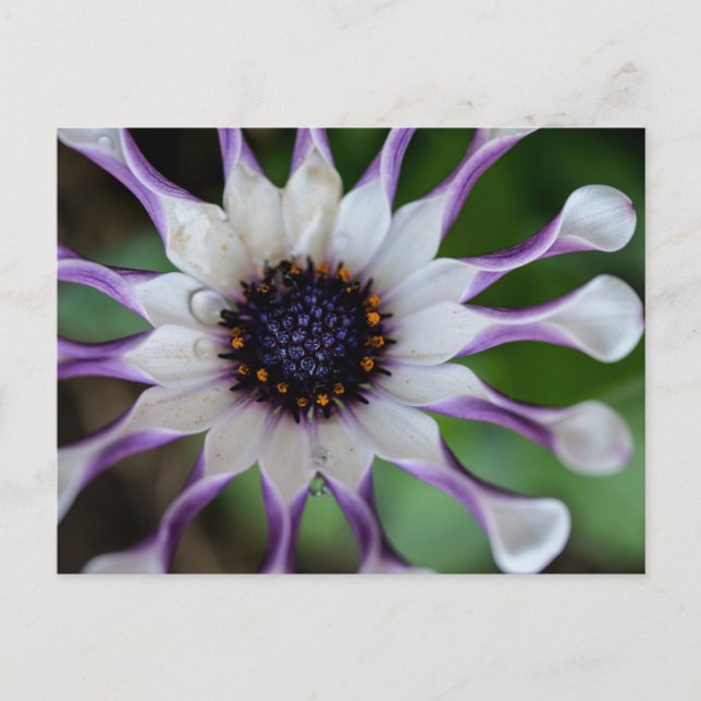 Osteospermum Nasinga White Vykort (Framsida)