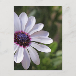 Osteospermum Vykort