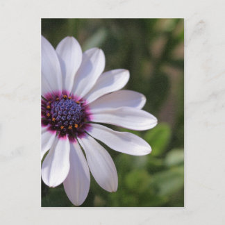 Osteospermum Vykort