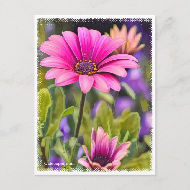 Osteospermum Vykort (Framsida)