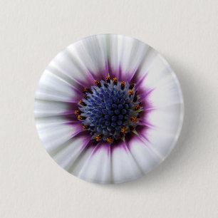 Osteospurmum Button Knapp