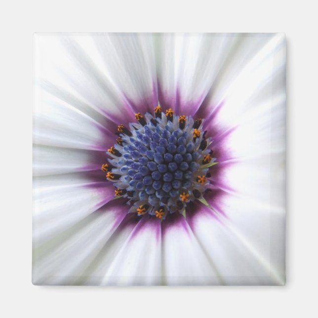 Osteospurmum Magnet (Framsidan)
