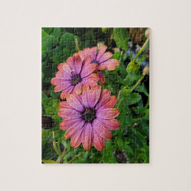 Osteospurmum Pussel (Vertikal)
