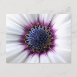Osteospurmum-vykort Vykort