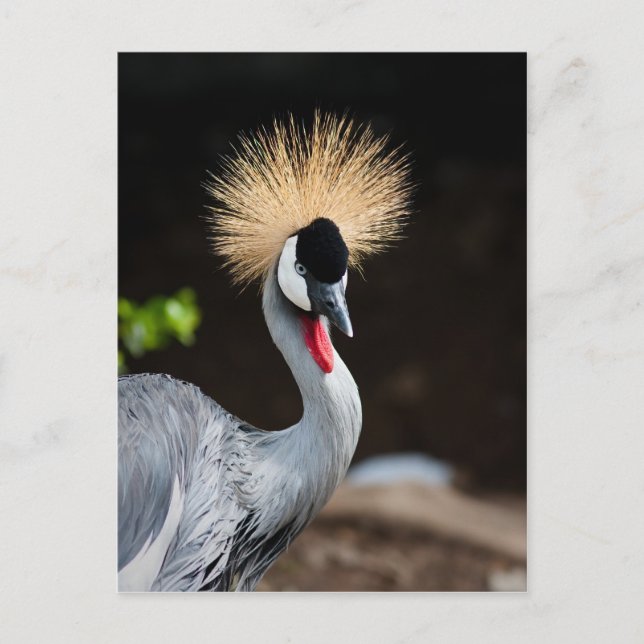 Öster African Crowned Crane Vykort (Framsida)