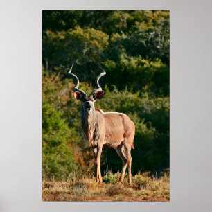 Öster Cape Kudu kanvastryck Poster