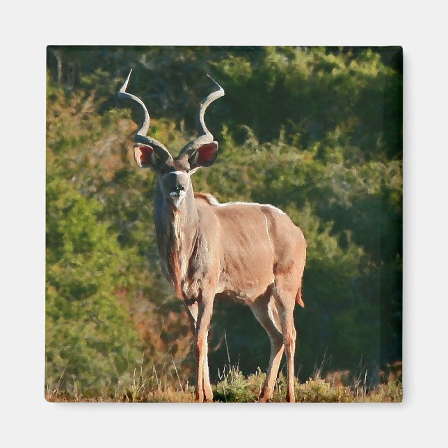 Öster Cape Kudu magnet (Framsidan)