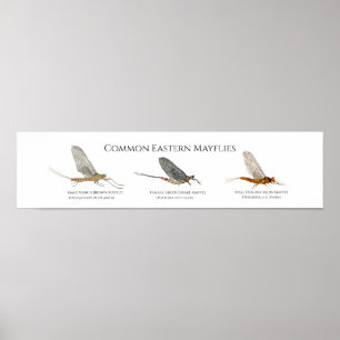 Öster Kusten Mayfly Art Poster