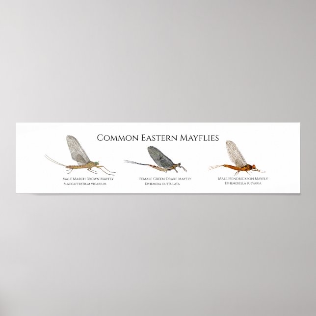 Öster Kusten Mayfly Art Poster (Framsidan)