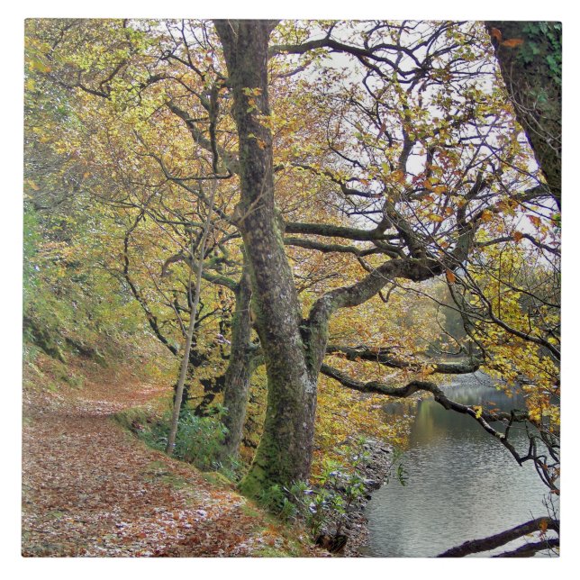 ÖSTERN AV SJÖ KAKELPLATTA (Framsidan)