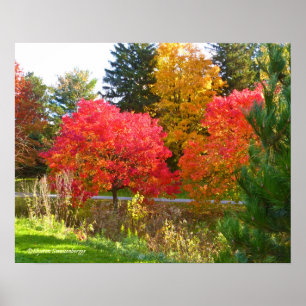 "ÖSTERN DELIGHT"/FALL FÄRG AT TOLEDO BOTANICAL POSTER