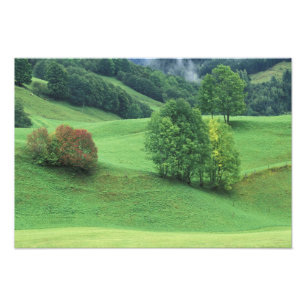 Österrike. Rullande grön kulle och träd Fototryck