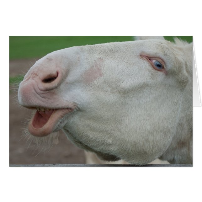 Österrikes-Ungerns White Donkey Hälsningskort (Framsidan Horizontal)