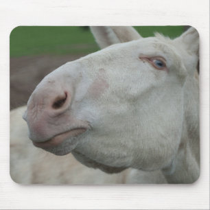 Österrikes-Ungerns White Donkey Musmatta
