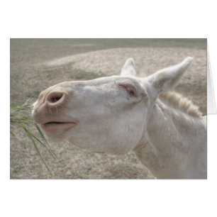 Österrikes-ungersk White Donkey Hälsningskort