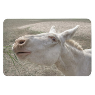 Österrikes-ungersk White Donkey Magnet